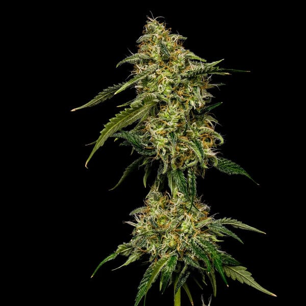 Lemon Shining Silver Haze – Feminized Cannabis Seeds