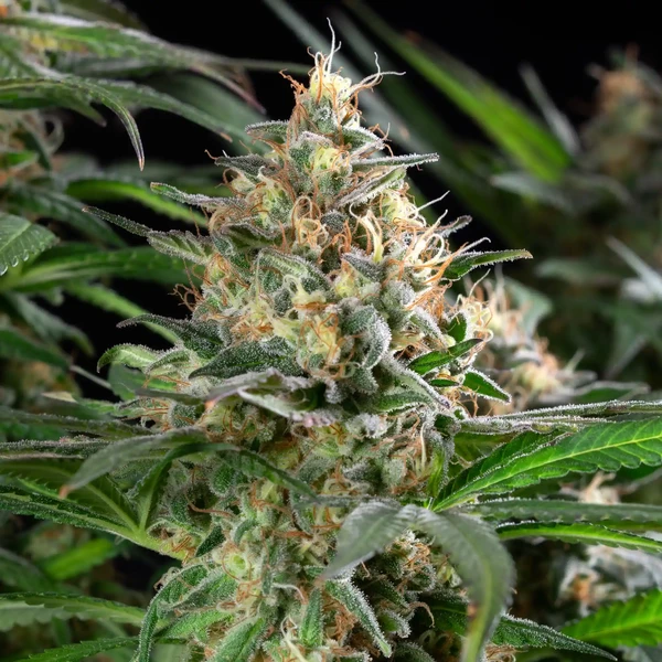 Sherbet Queen – Feminized Cannabis Seeds