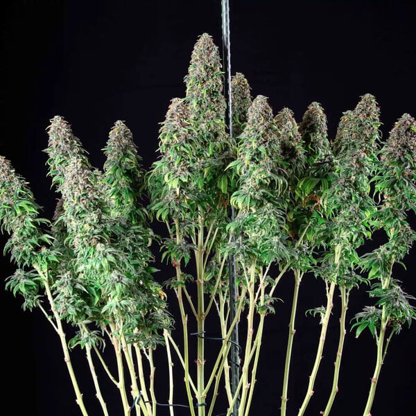 Wedding Gelato – Feminized Cannabis Seeds