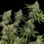 Sour Diesel – Feminized Cannabis Seeds