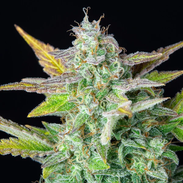 Quick One Auto – Autoflowering Cannabis Seeds