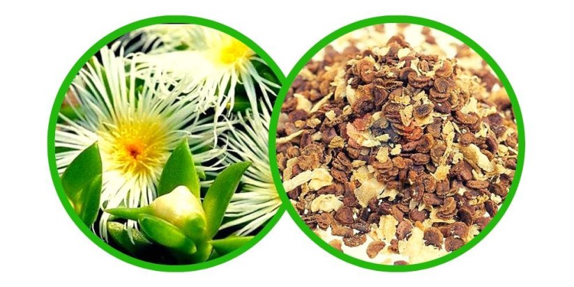 Kanna (Sceletium Tortuosum) - semena - 10x