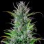 Northern Light – Feminized Cannabis Seeds