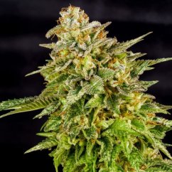 OG Kush – Feminized Cannabis Seeds