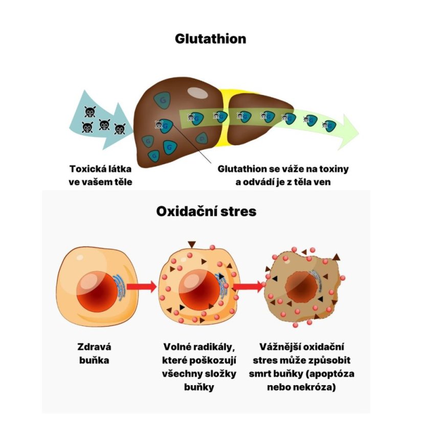 AFTERPARTY | Bojovník za rána bez těžkých kocovin! - BrainMax | 80 rostlinných kapslí