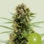 White Widow Auto – Autoflowering Cannabis Seeds