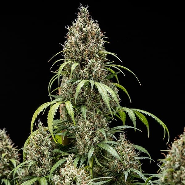 Cookies Gelato Auto – Autoflowering Cannabis Seeds