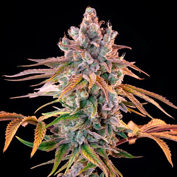 Royal Cheese (Fast Flowering) – Feminized Cannabis Seeds
