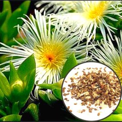 Kanna (Sceletium Tortuosum) - semena - 10x