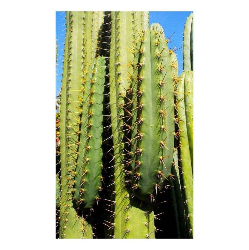 Sada na pěstování kaktusu - Peruvian torch - trichocereus peruvianus