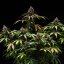 White Widow Auto – Autoflowering Cannabis Seeds