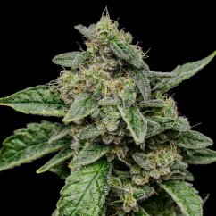 Sour Diesel – Feminized Cannabis Seeds