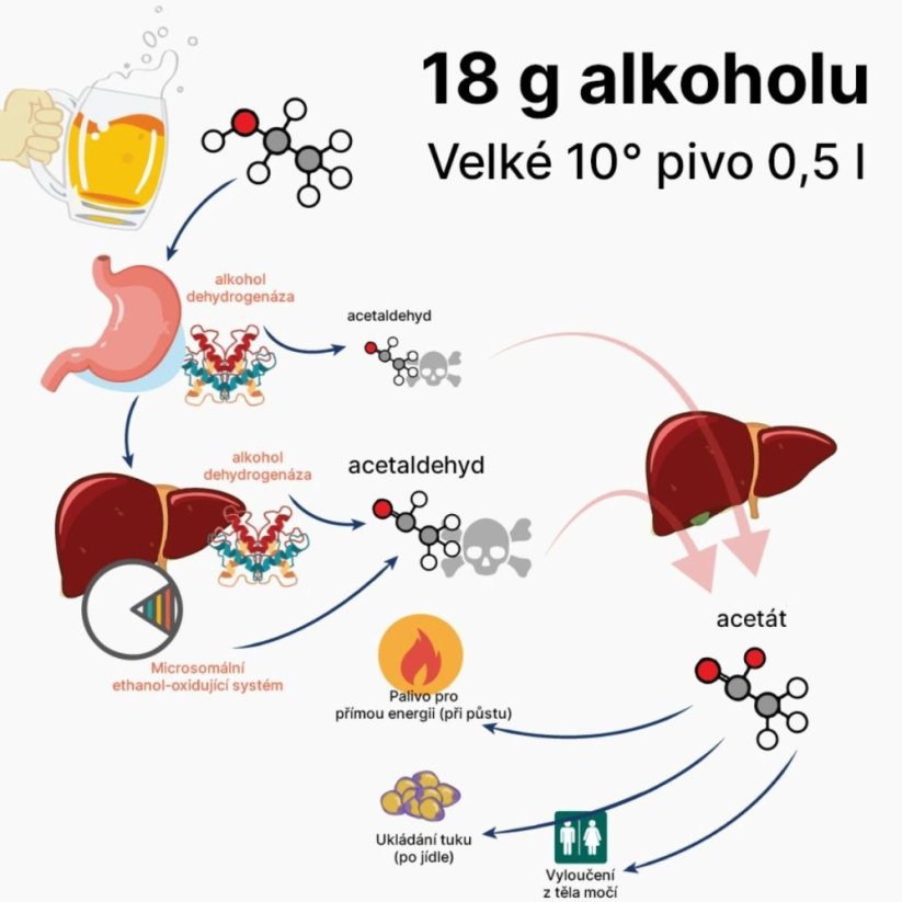AFTERPARTY | Bojovník za rána bez těžkých kocovin! - BrainMax | 80 rostlinných kapslí