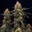 Northern Light Auto – Autoflowering Cannabis Seeds