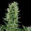 Quick One Auto – Autoflowering Cannabis Seeds