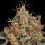 Critical (Critical Mass) – Feminized Cannabis Seeds