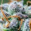 Northern Light Auto – Autoflowering Cannabis Seeds
