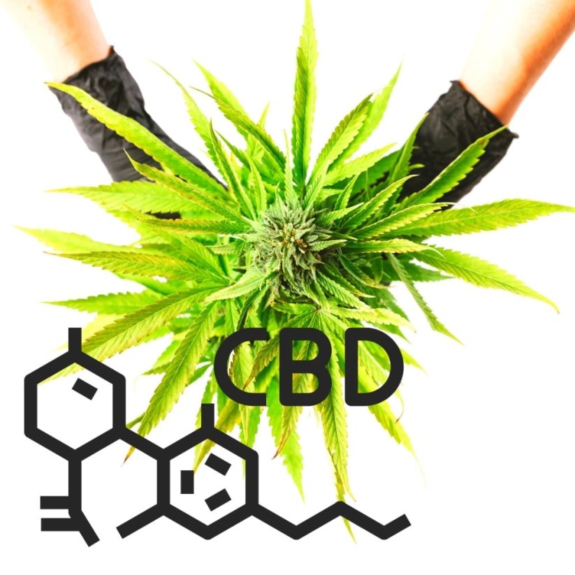 CBD/CBG Rock Terpene Infused 95% Pure (OG Kush)