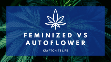 Feminizovaná vs Autoflowering semena: Jaký je rozdíl a která vybrat?