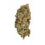 Special Queen 1 – Feminized Cannabis Seeds