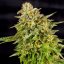 OG Kush – Feminized Cannabis Seeds