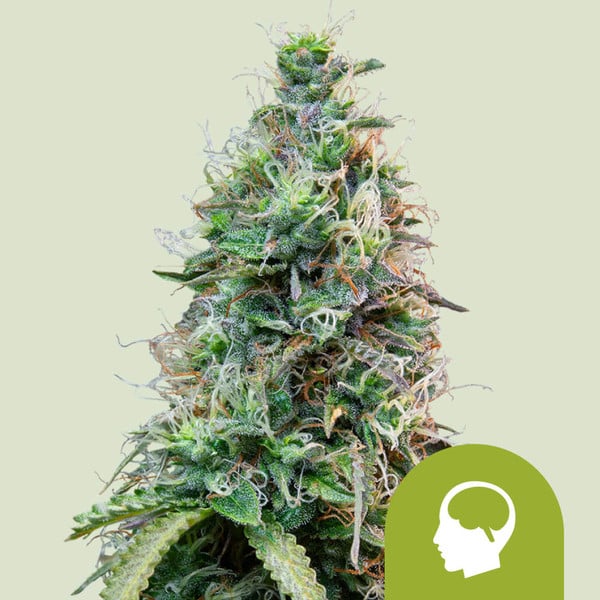 Amnesia Haze Auto – Autoflowering Cannabis Seeds