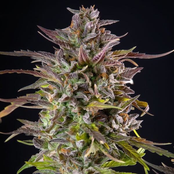 Cookies Gelato – Feminized Cannabis Seeds