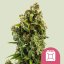 Sour Diesel – Feminized Cannabis Seeds