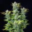 Quick One Auto – Autoflowering Cannabis Seeds