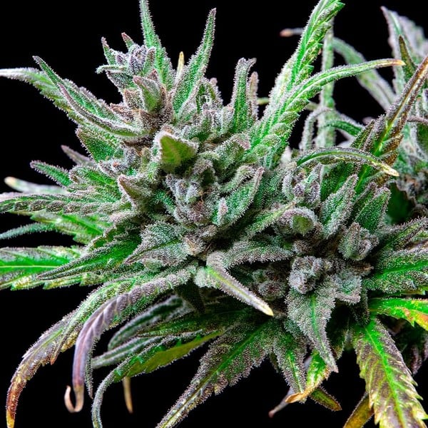 Northern Light – Feminized Cannabis Seeds