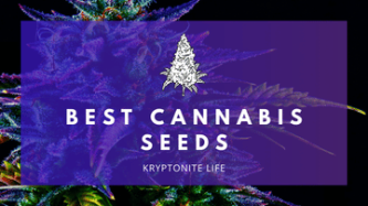 Nejlepší feminizovaná a autoflowering semena 2026 – Přehled od Royal Queen Seeds