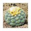 Sada na pěstování kaktusu - Fricii - Lophophora fricii