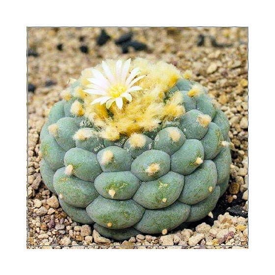 Sada na pěstování kaktusu - Fricii - Lophophora fricii