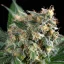 Sherbet Queen – Feminized Cannabis Seeds