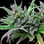 Northern Light – Feminized Cannabis Seeds