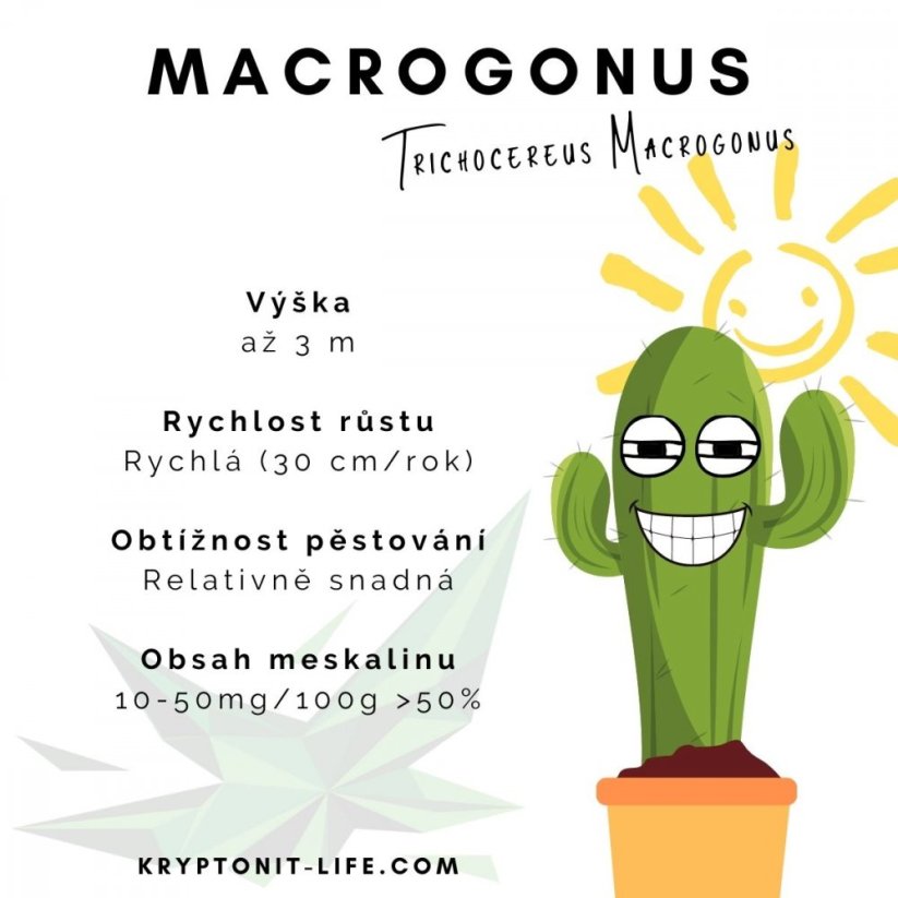 Sada na pěstování kaktusu - Macrogonus - Trichocereus macrogonus