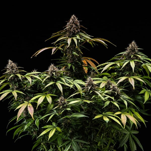 White Widow Auto – Autoflowering Cannabis Seeds