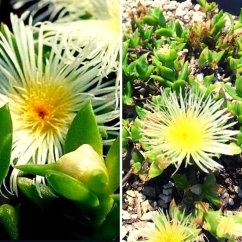 Kanna (Sceletium Tortuosum) - seeds - 10x