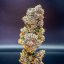 Cookies Gelato – Feminized Cannabis Seeds
