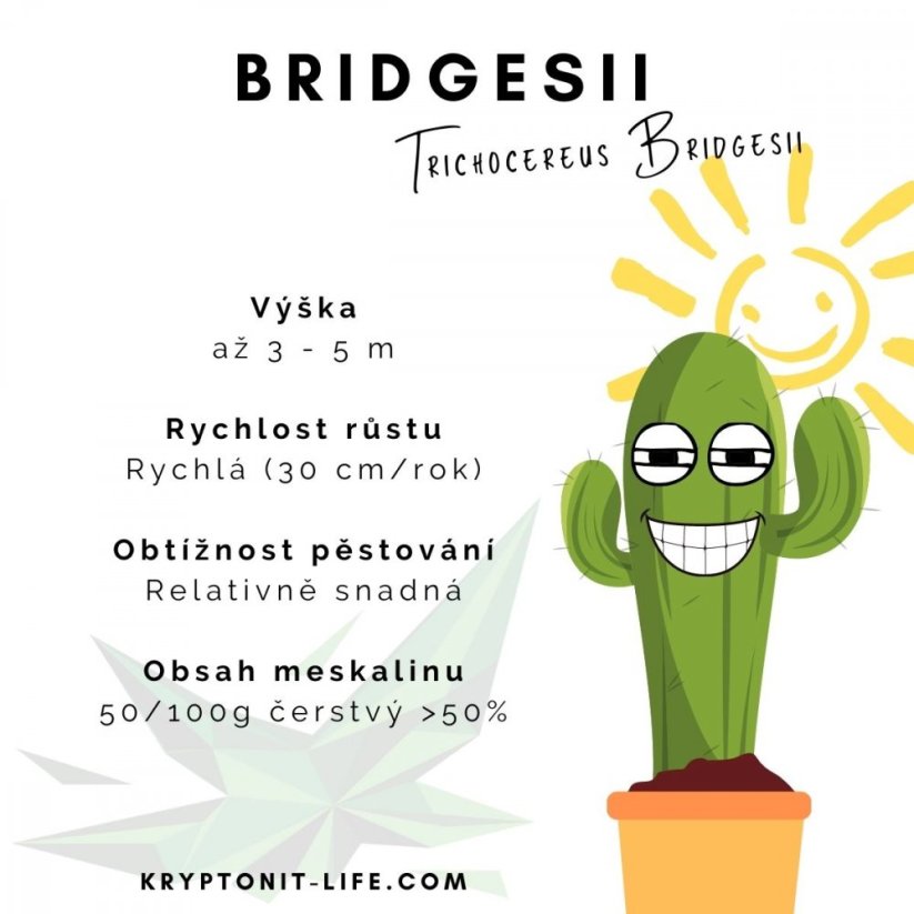 Sada na pěstování kaktusu - Bridgesii - Trichocereus bridgesii