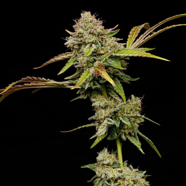 Amnesia Haze – Feminized Cannabis Seeds