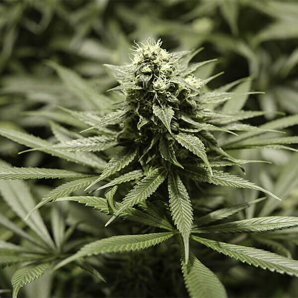 Critical Kush – Feminized Cannabis Seeds