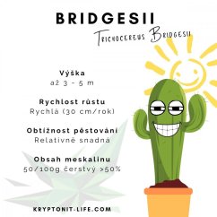 Bridgesii - Trichocereus bridgesii - Semena - 10x