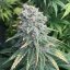 Purple Queen – Feminized Cannabis Seeds