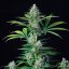 Royal Runtz – Feminizovaná cannabis semena