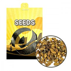 Voacanga (Voacanga africana) - semena - 5 g