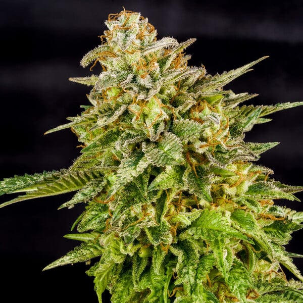 OG Kush – Feminized Cannabis Seeds
