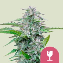 Critical (Critical Mass) – Feminized Cannabis Seeds