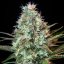 Royal Runtz – Feminizovaná cannabis semena