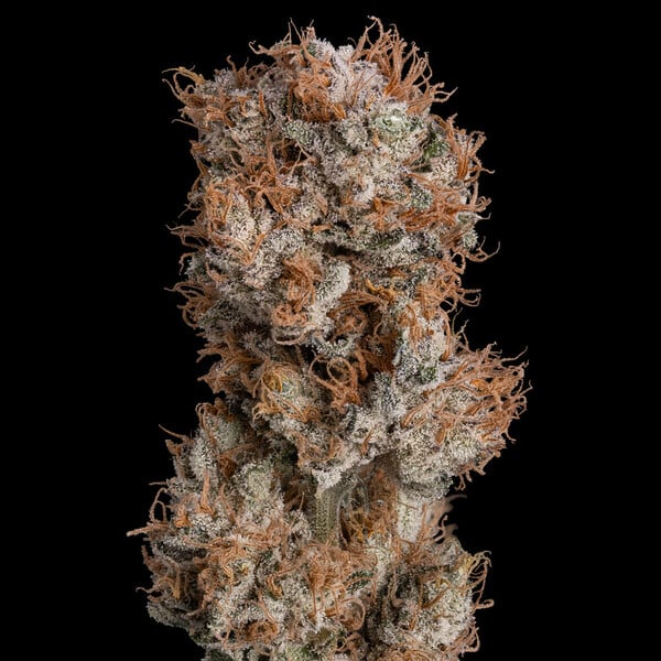 Lemon Shining Silver Haze – Feminized Cannabis Seeds
